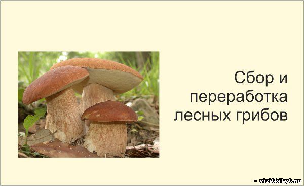 Визитка сбор и переработка лесных грибов