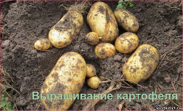 Визитка выращивание картофеля